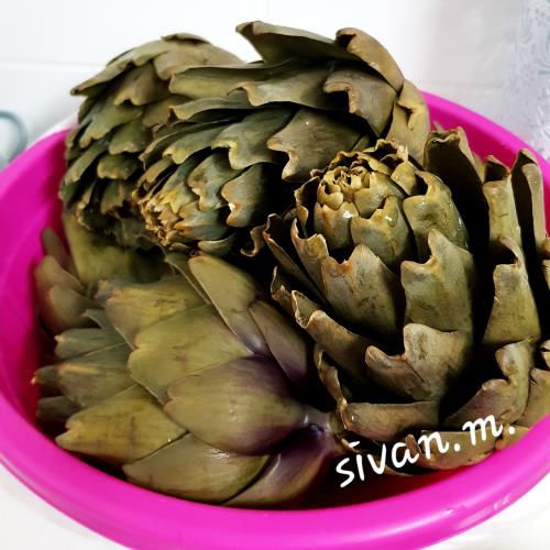 ארטישוק 